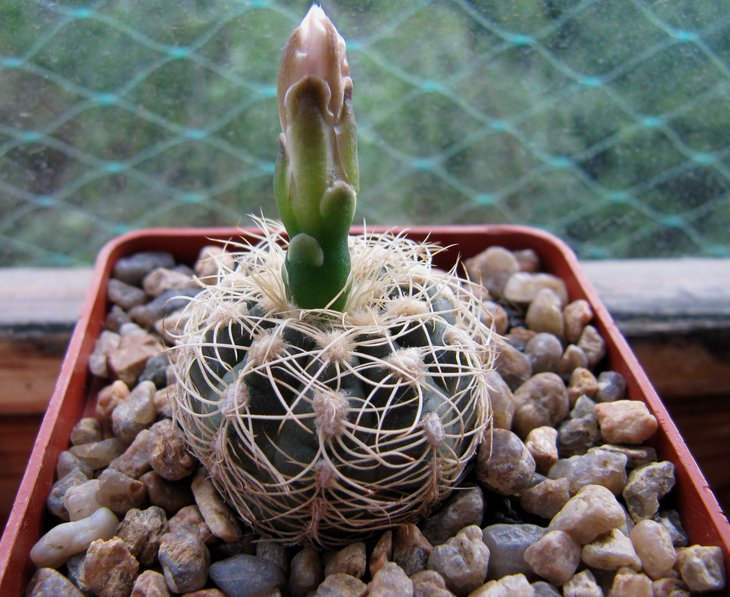 Gymnocalycium artigas 2015-цветок увы уже закрылся