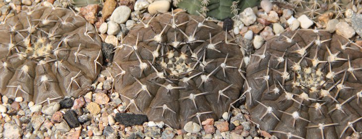 G.riojense platygonum VG065.1