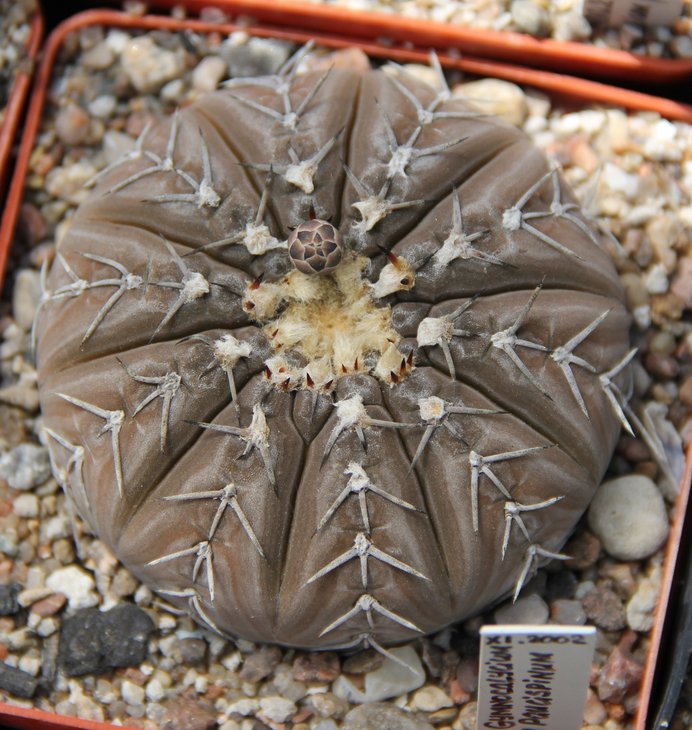 G.riojense paucispinum MG