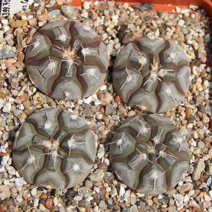G.prohazkianum VG345