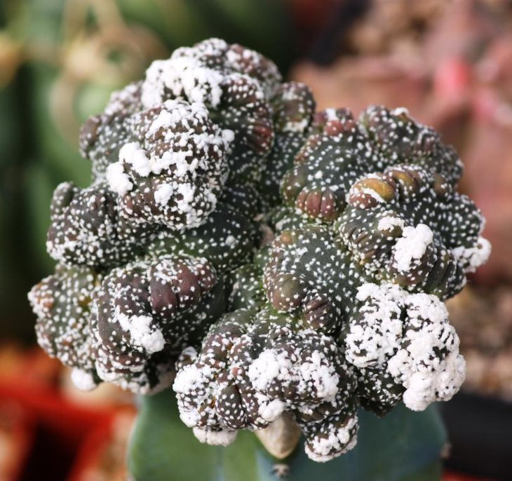aster turtle.jpg
