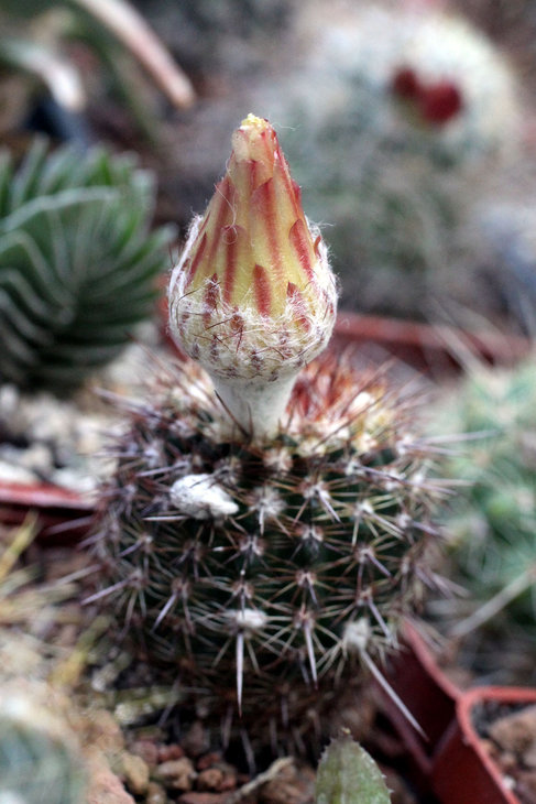 Notocactus mueller-melchersii