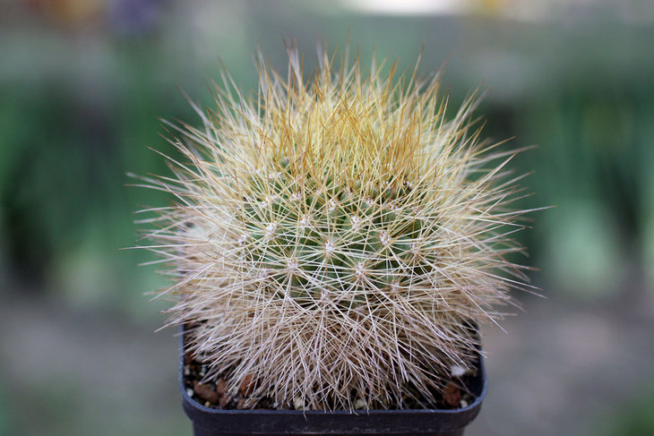Matucana weberbaueri