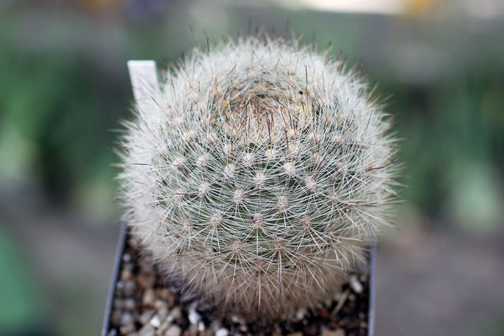 Matucana haynei