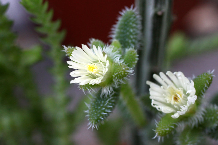 Delosperma echinata