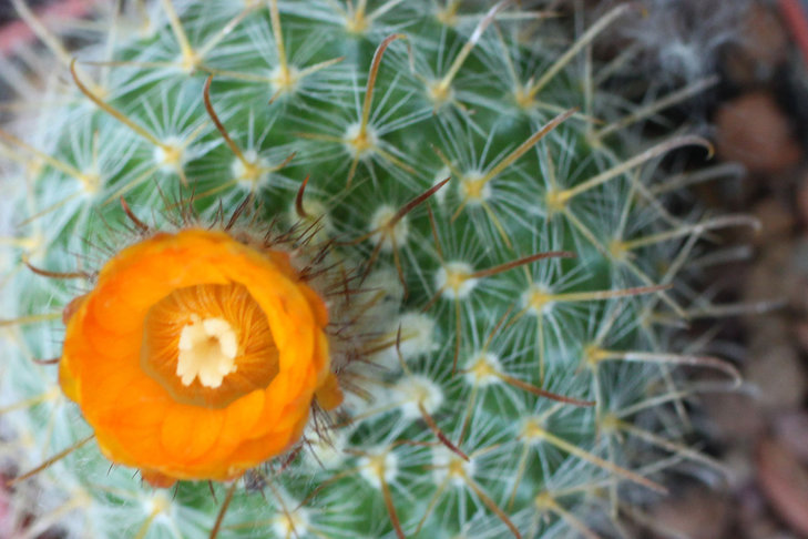 Parodia aureispina