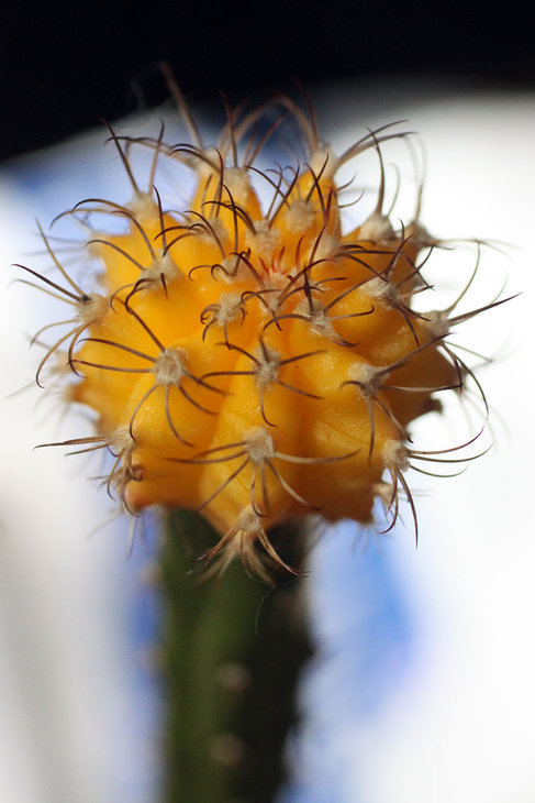 Gymnocalycium mihanovichii f. lutea