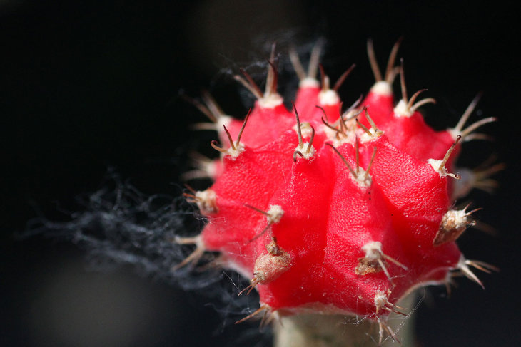 Gymnocalycium mihanovichii f. rubra