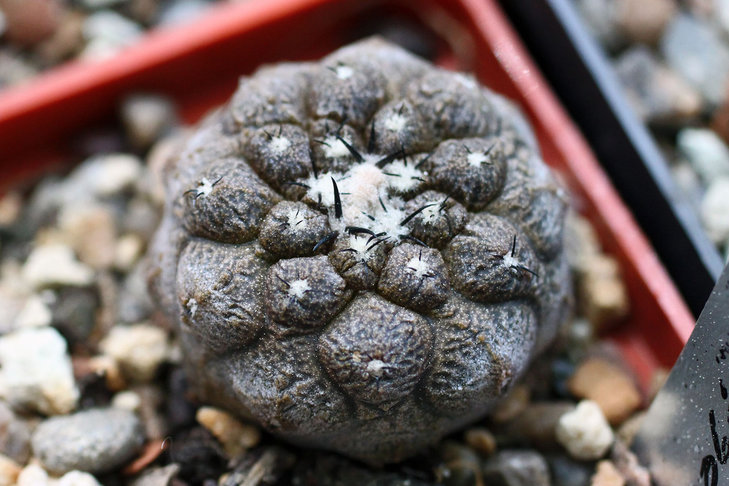 Copiapoa hypogaea cv. Lizard skin