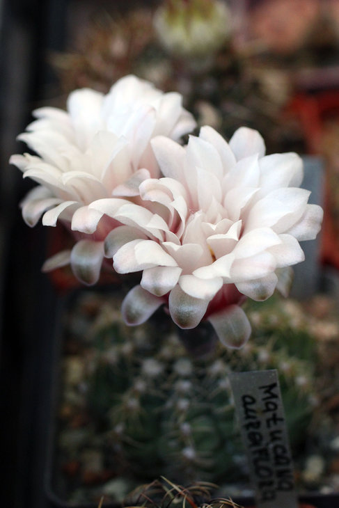 Gymnocalycium quehlianum v. albispinum
