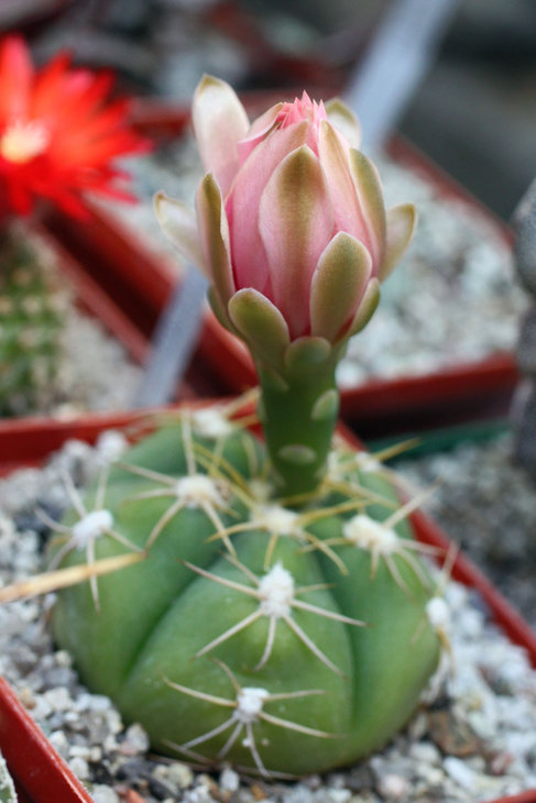 Gymnocalycium denudatum
