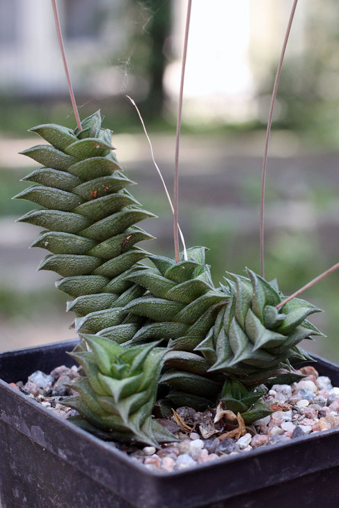 Haworthia viscosa x nigra