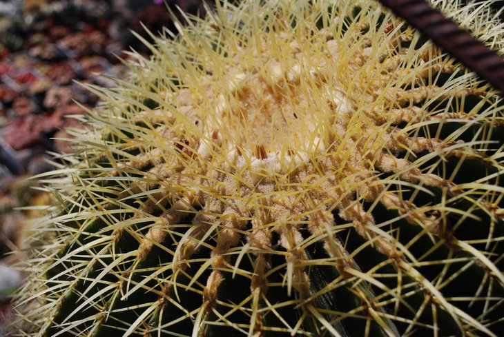 DSC_2660а.jpg