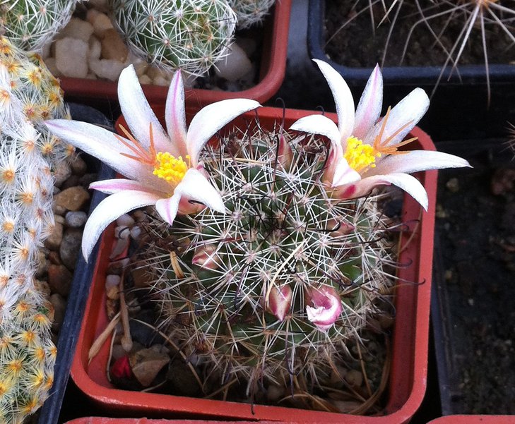 Mammillaria hutchisoniana