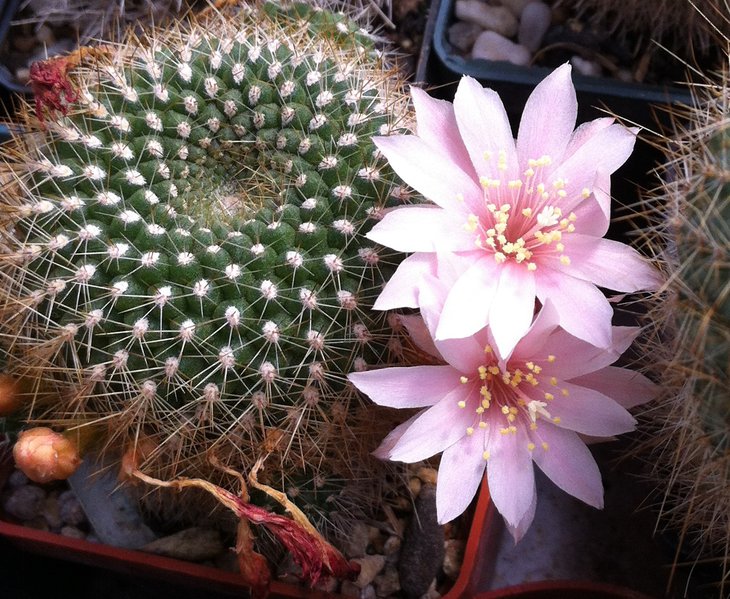 Rebutia