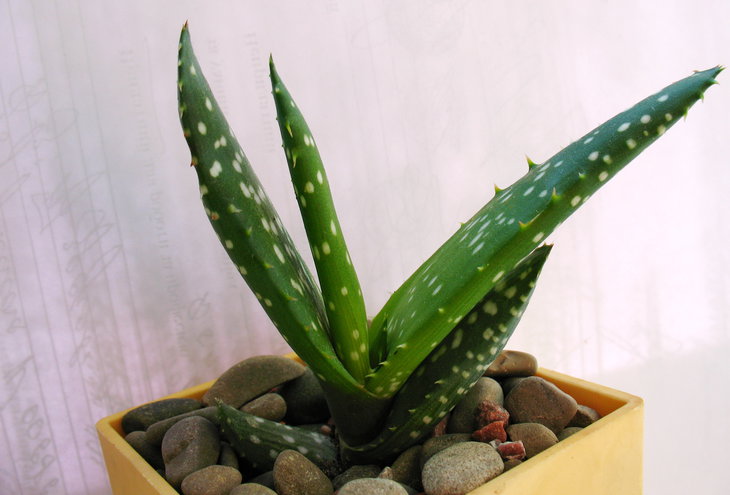 Aloe rauchii (гібрид) h-9см. 25грн.