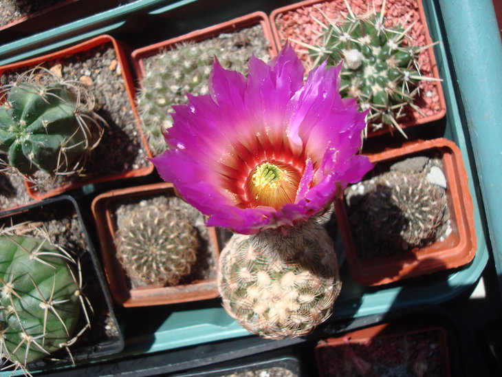 Echinocereus pectinatus