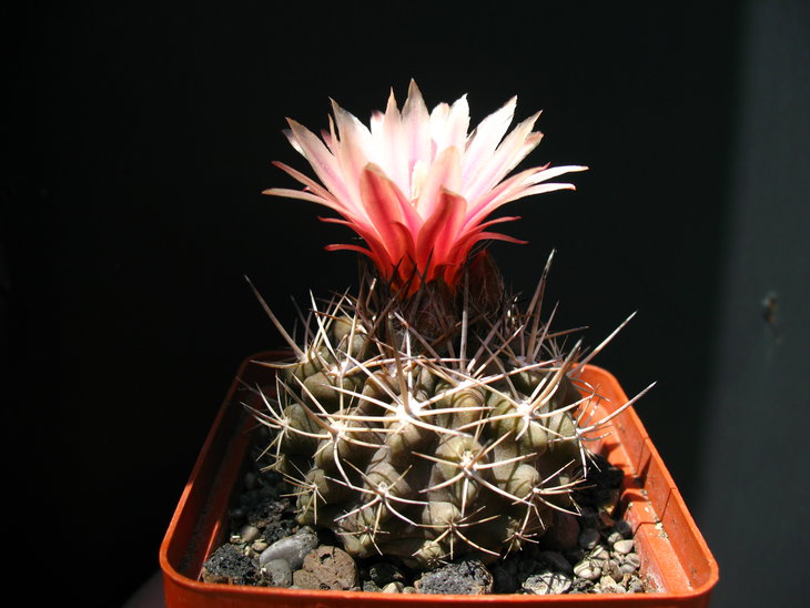 Pyrrhocactus confinis