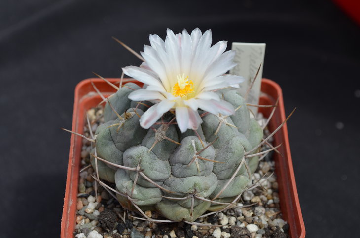 Thelocactus hexaedrophorus