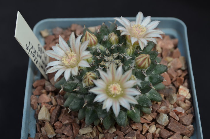 Mammillaria sempervivii