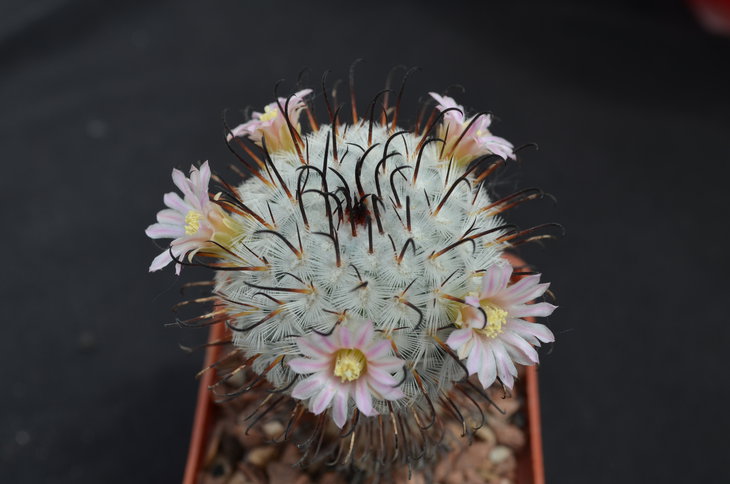 Mammillaria peresdelarosa