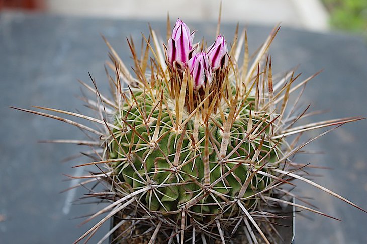Efc.Lamellosus