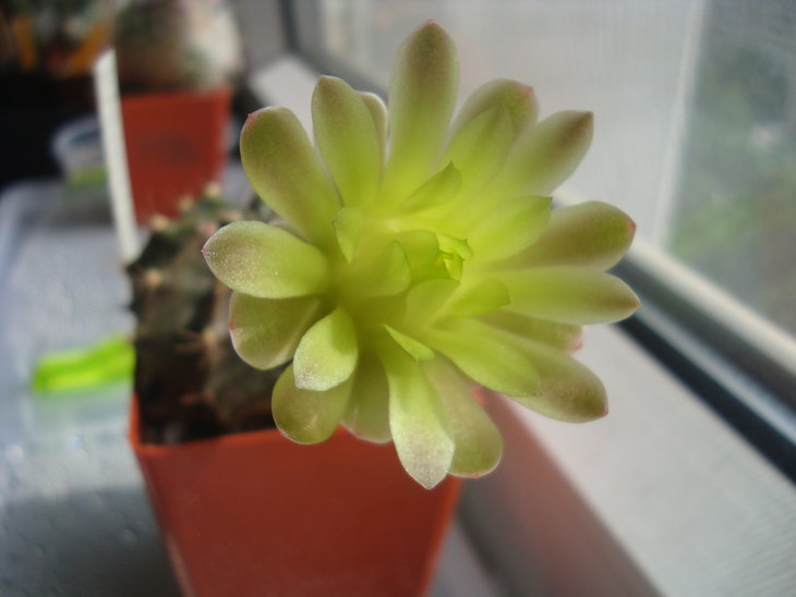 Gymn. mihanovichii v. fieldalfiense