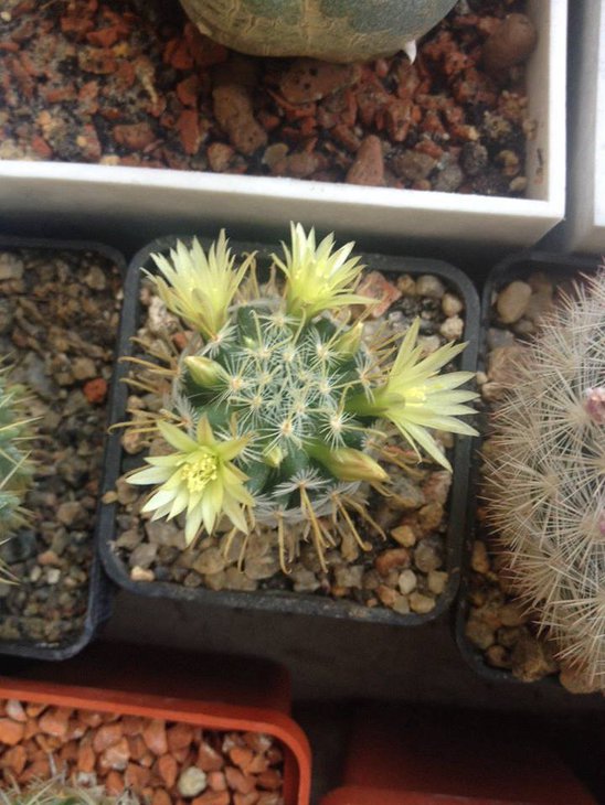 MAMMILLARIA duwei.jpg