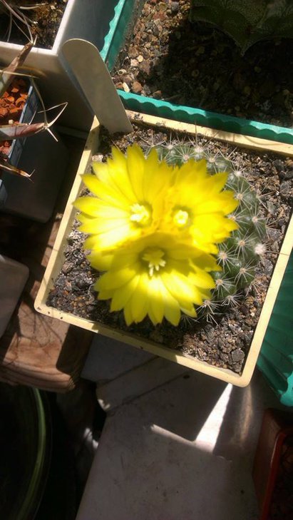 PARODIA formosa.jpg