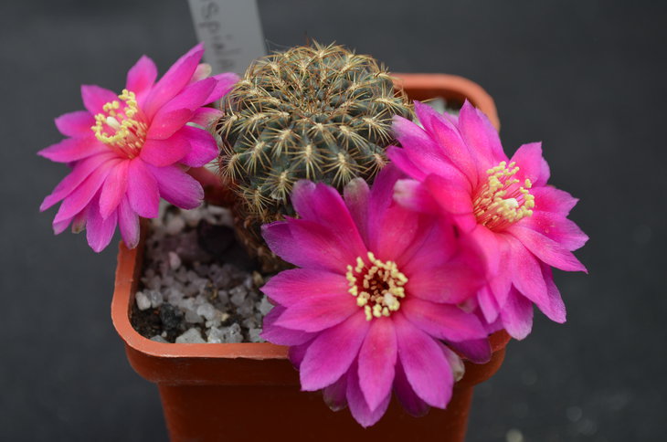 Sulcorebutia glomerispina