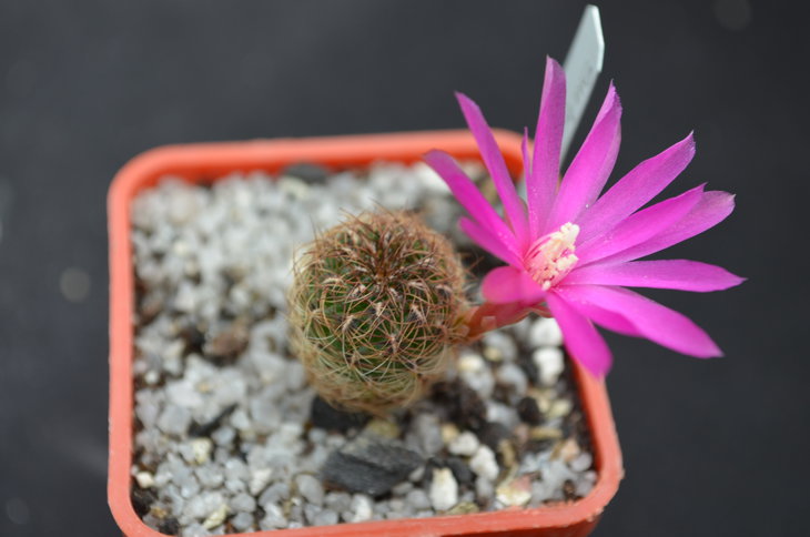 Sulcorebutia crispata