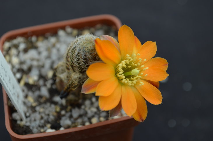 Lobivia pigmea