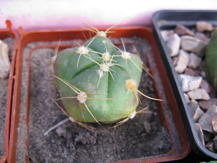 4 G. horstii?