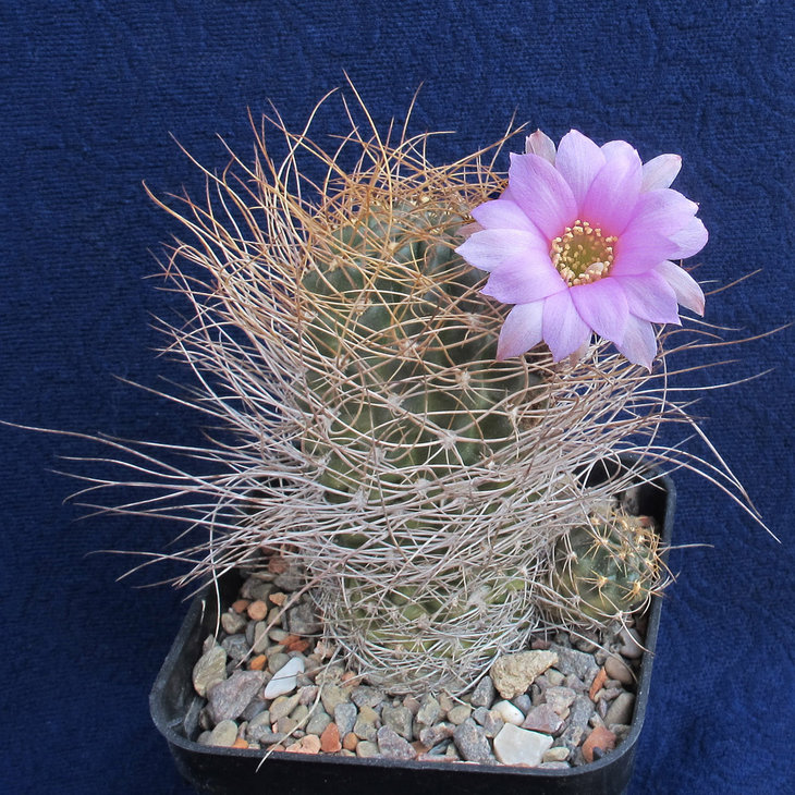 Lobivia wrightiana