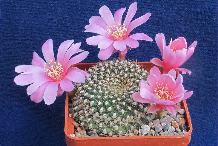 Rebutia kariusiana