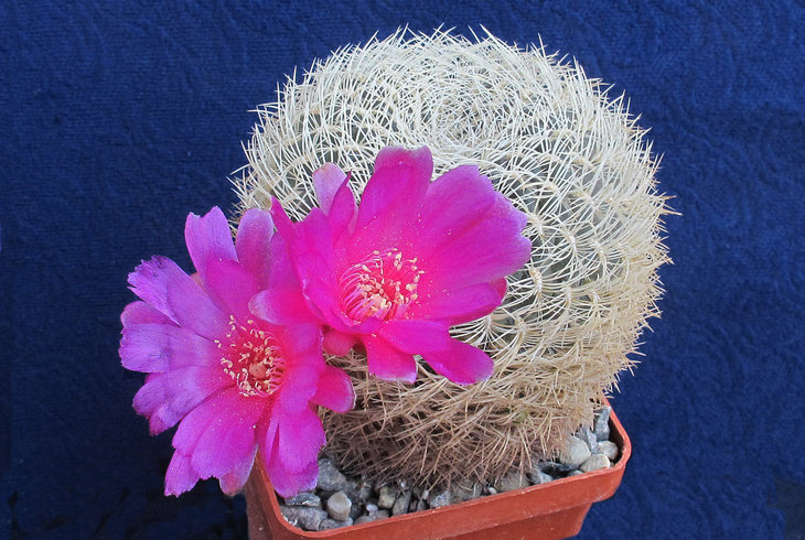 Sulcorebutia albida