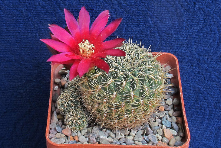 Sulcorebutia oenantha