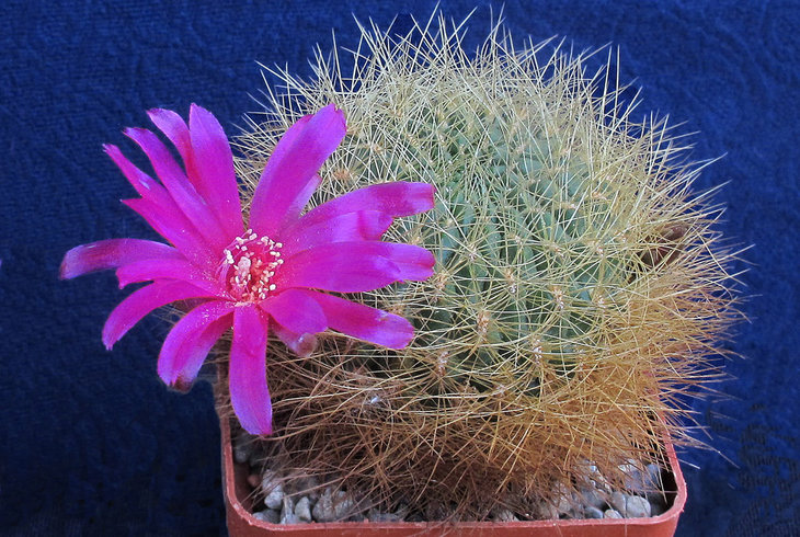 Sulcorebutia swobodae