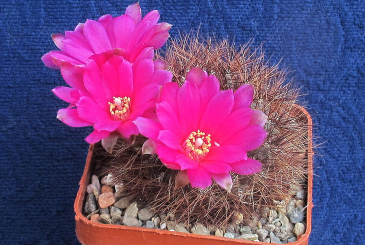 Sulcorebutia swobodae HS 27a
