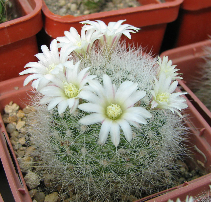 Mammillaria schwarzii