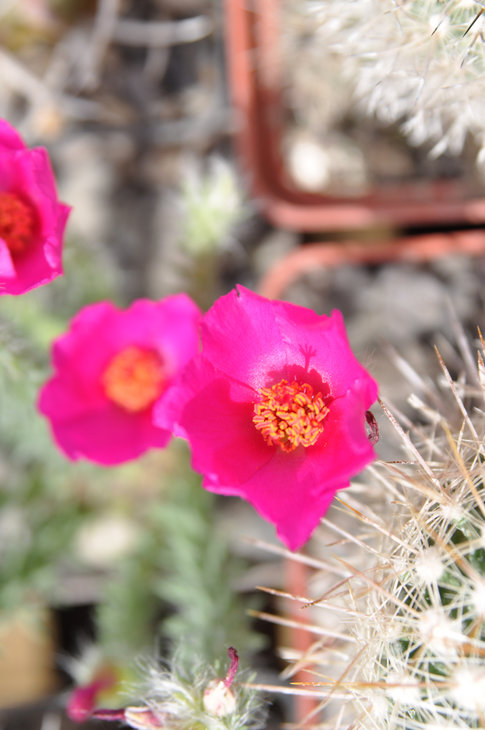 DSC_0123.jpg