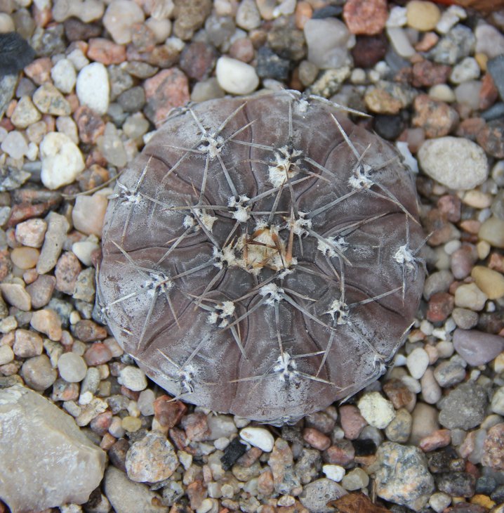 G.berchtii GN158