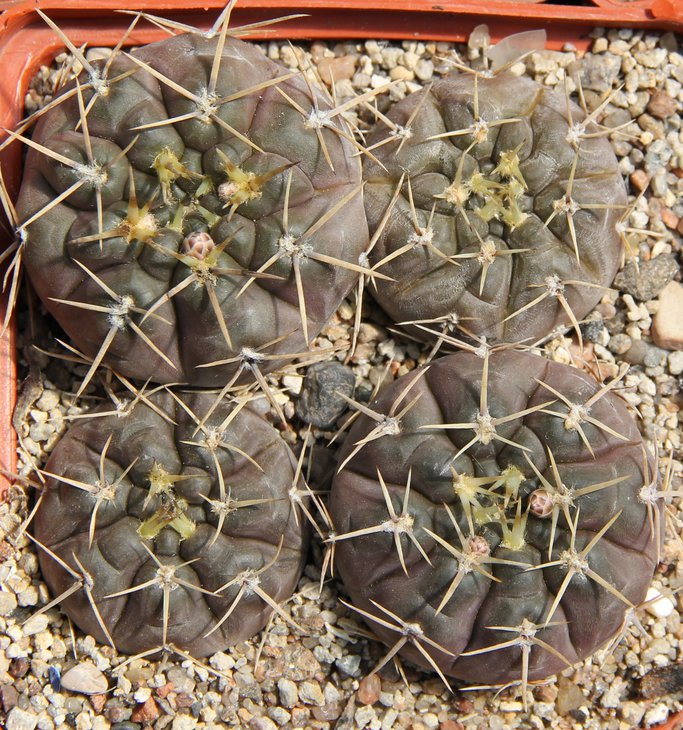 G.borthii nogolense VG410.1