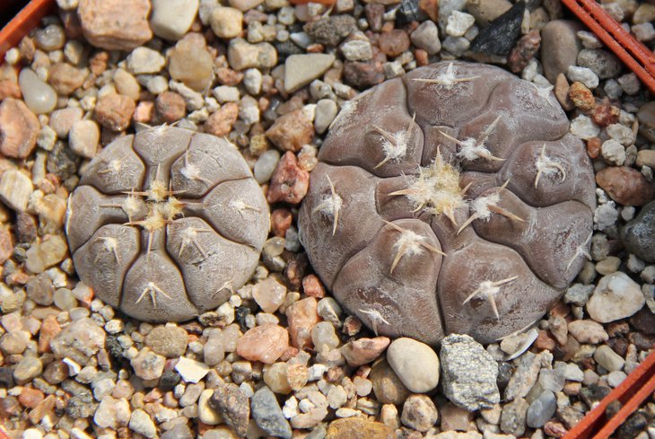 G.prohazkianum