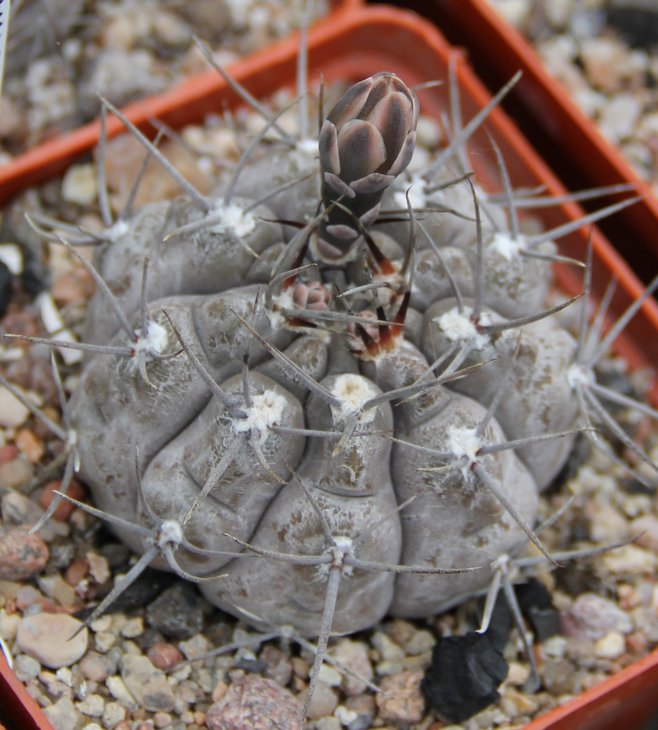 G.striglianum aeneum VG407