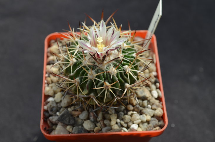 EFC xiphacanthus