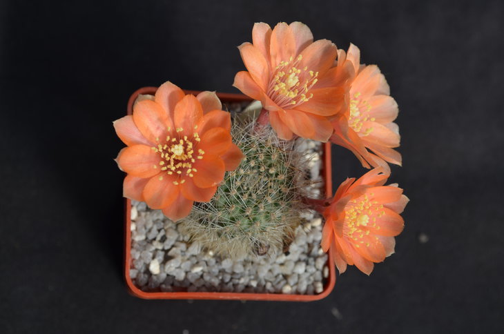 Aylostera simoniana
