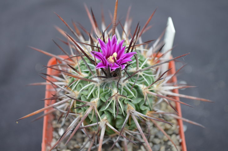 EFC obvalatus