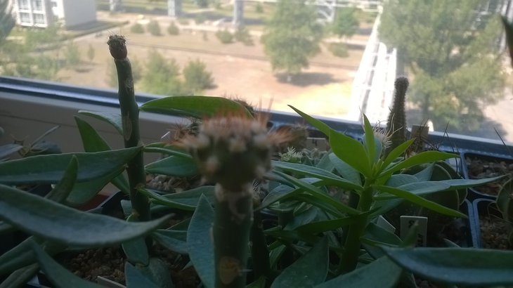WP_20150603_003.jpg