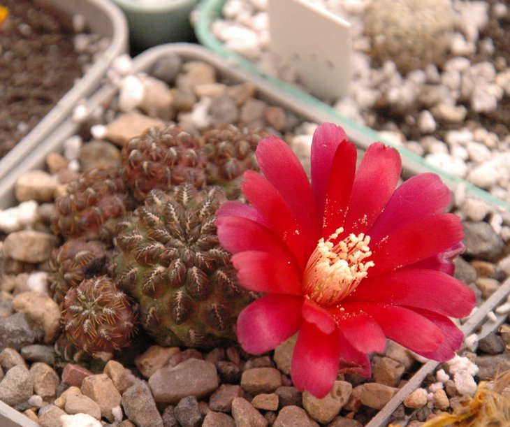 Sulcorebutia